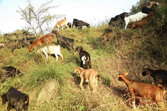 农村养啥更赚钱？江阳特色养殖解锁“财富密码”(图7)