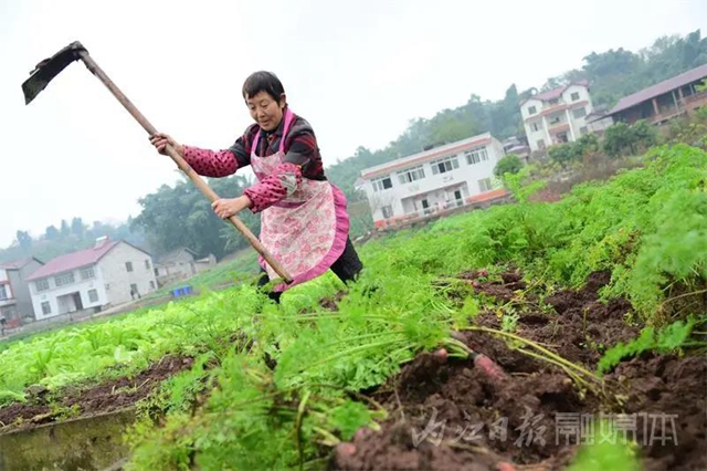 脆甜化渣！内江公认“最好吃”的萝卜丰收啦(图3)