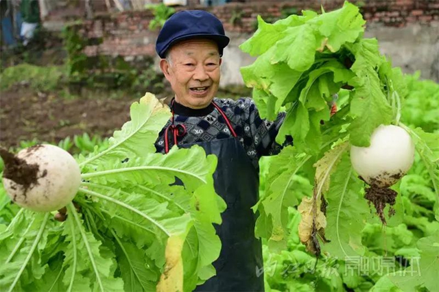 脆甜化渣！内江公认“最好吃”的萝卜丰收啦(图5)