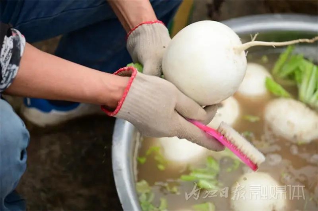 脆甜化渣！内江公认“最好吃”的萝卜丰收啦(图10)