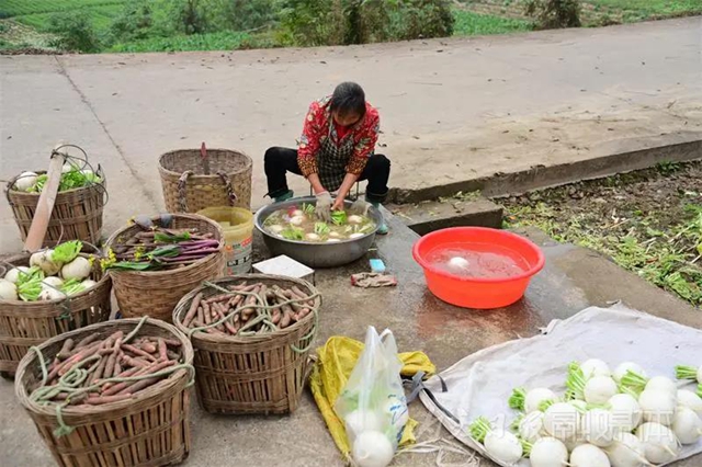 脆甜化渣！内江公认“最好吃”的萝卜丰收啦(图12)