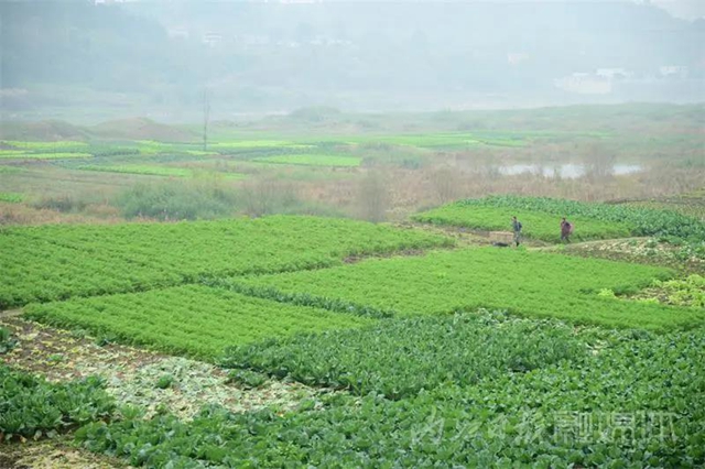 脆甜化渣！内江公认“最好吃”的萝卜丰收啦(图13)