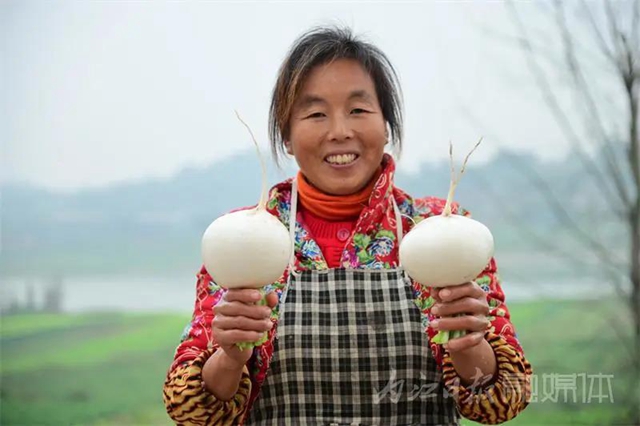 脆甜化渣！内江公认“最好吃”的萝卜丰收啦(图14)