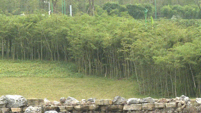 宜宾竹文化博物馆12月30日前投用!竹文化生态公园建设进入“冲刺期”(图2) 宜宾竹文化博物馆12月30日前投用!竹文化生态公园建设进入“冲刺期”(图2)