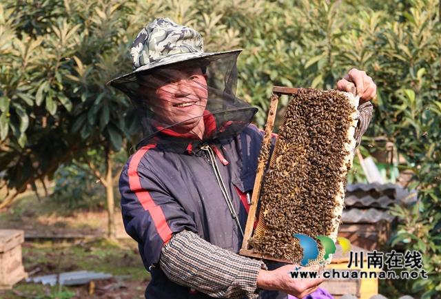 纳溪：甜蜜“花经济””绽放“花产业”(图4)