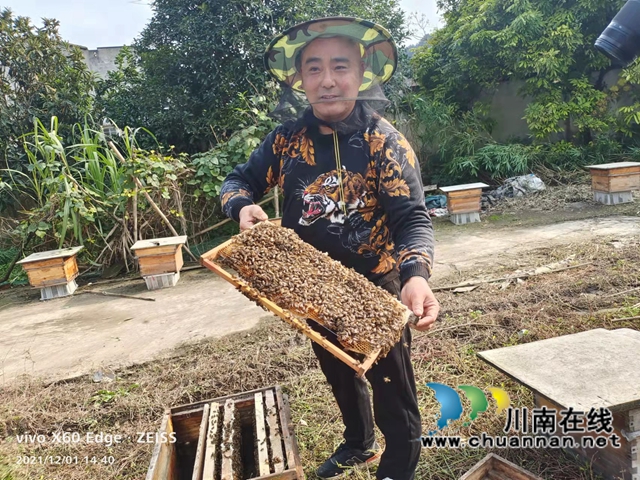 纳溪：枇杷花开采蜜忙助增收(图1)