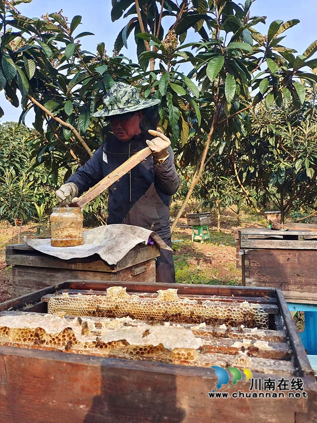 纳溪：枇杷花开采蜜忙助增收(图2)