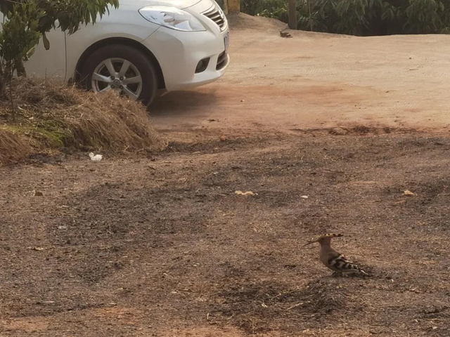 合江白鹤林里出现了个老朋友……(图2)