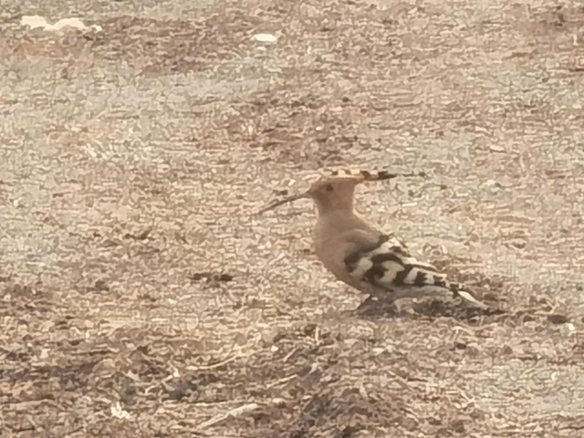 合江白鹤林里出现了个老朋友……(图3)