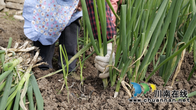 古蔺：乡贤返乡种葱，“种”出红火好日子(图1)