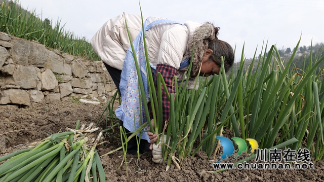 古蔺：乡贤返乡种葱，“种”出红火好日子(图2)