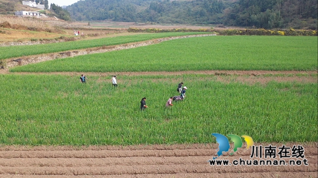 古蔺：乡贤返乡种葱，“种”出红火好日子(图3)