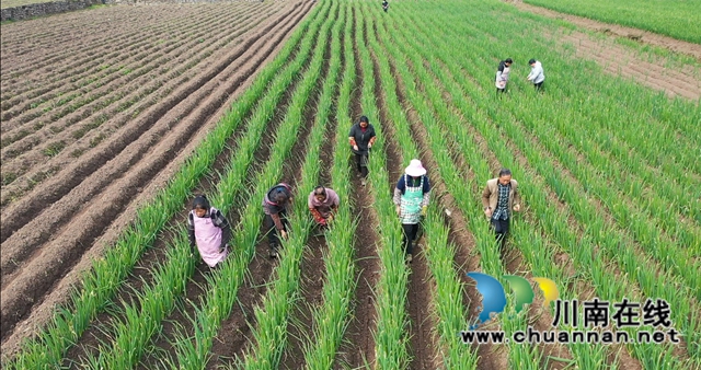 古蔺：乡贤返乡种葱，“种”出红火好日子(图4)