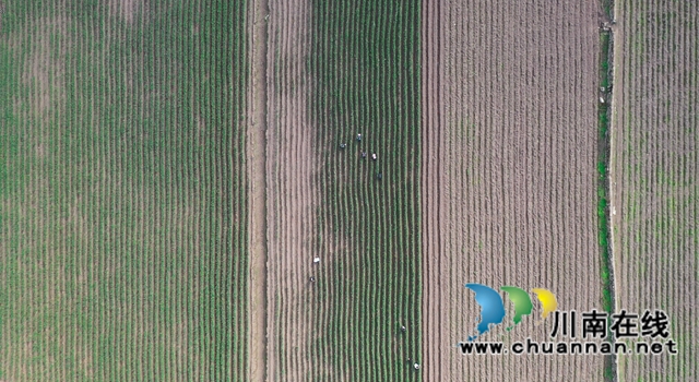 古蔺：乡贤返乡种葱，“种”出红火好日子(图6)