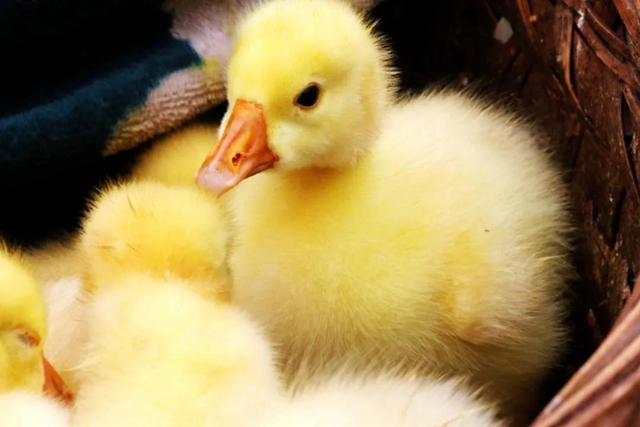 有一种逛街:赶场,你好久没去了?!(图16) 有一种逛街:赶场,你好久没去了?!(图16)