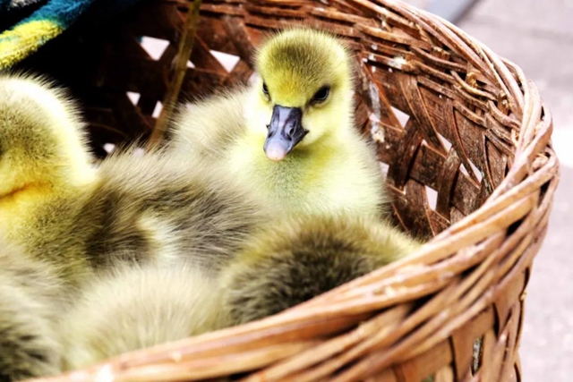 有一种逛街:赶场,你好久没去了?!(图18) 有一种逛街:赶场,你好久没去了?!(图18)