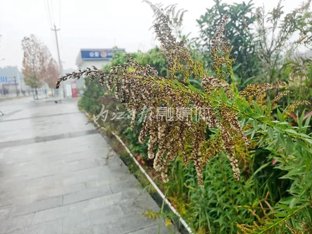 市民反映：内江城区这里发现成片疑似“恶魔之花”(图2)