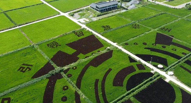 四川实现面积单产总产“三增”！泸州市农业农村局拟获全国粮食生产先进集体表彰(图2)