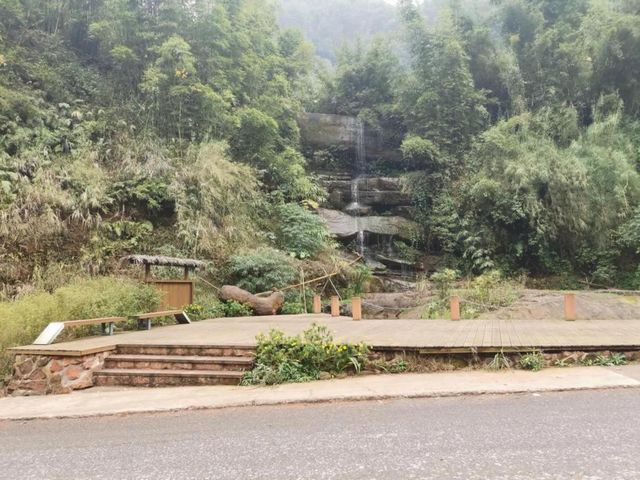 合江出现了一条超美的竹林风景线(图1)