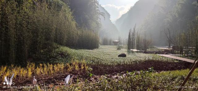 合江出现了一条超美的竹林风景线(图2)