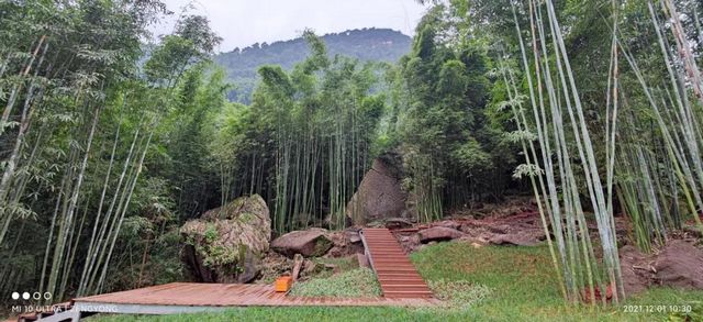 合江出现了一条超美的竹林风景线(图4)