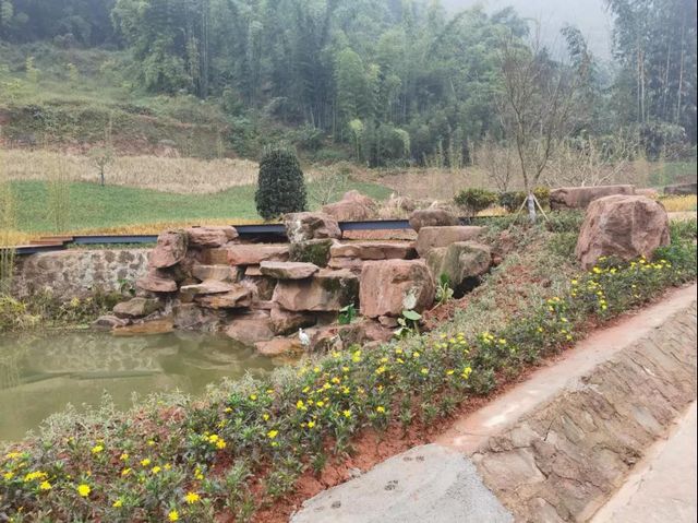 合江出现了一条超美的竹林风景线(图7)