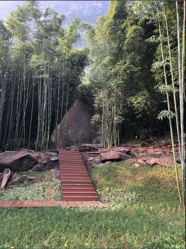 合江出现了一条超美的竹林风景线(图6)