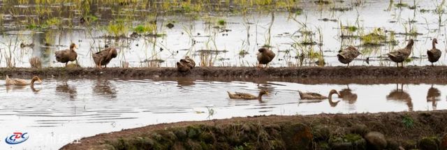 警惕！泸州发生人感染禽流感病例。如何正确认识和预防？(图1)