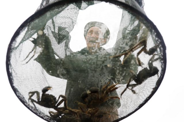 15亩，龙马潭的红膏蟹上市咯！(图2)