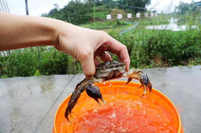 15亩，龙马潭的红膏蟹上市咯！(图5)