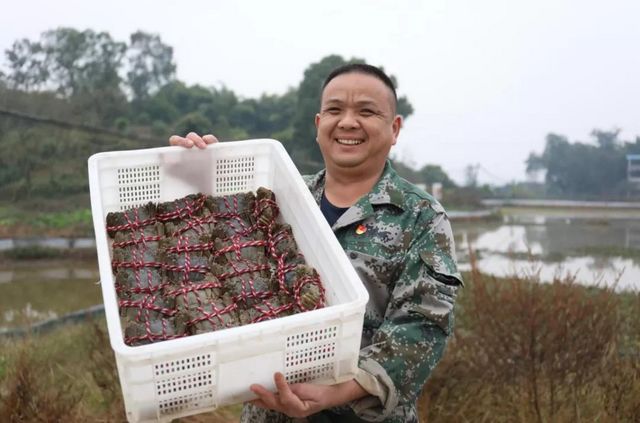 15亩，龙马潭的红膏蟹上市咯！(图8)