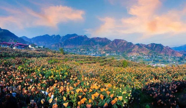 四川5地上榜全国农业现代化示范区,来看看有你家乡吗?(图2) 四川5地上榜全国农业现代化示范区,来看看有你家乡吗?(图2)