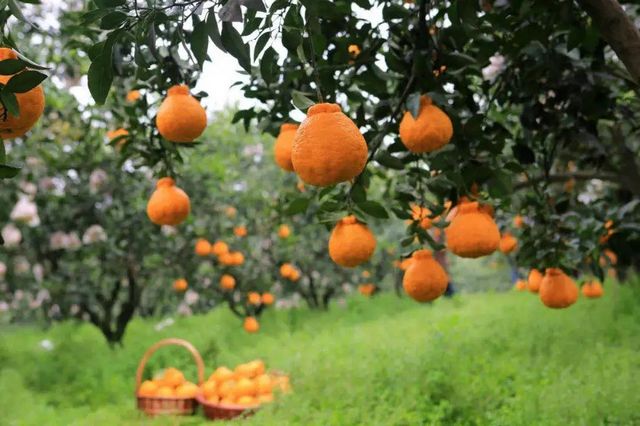 四川5地上榜全国农业现代化示范区,来看看有你家乡吗?(图6) 四川5地上榜全国农业现代化示范区,来看看有你家乡吗?(图6)