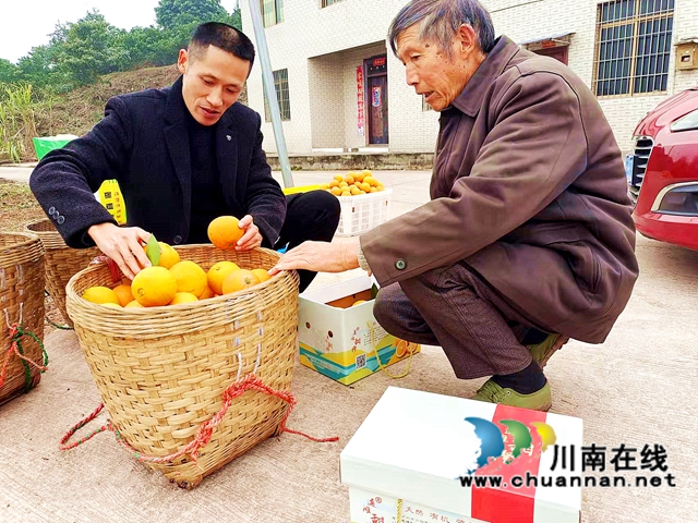 江阳区通滩镇:村支书变“促销员”,甜蜜致富梦“橙”真(图2) 江阳区通滩镇:村支书变“促销员”,甜蜜致富梦“橙”真(图2)
