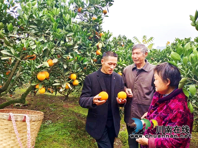 江阳区通滩镇:村支书变“促销员”,甜蜜致富梦“橙”真(图1) 江阳区通滩镇:村支书变“促销员”,甜蜜致富梦“橙”真(图1)