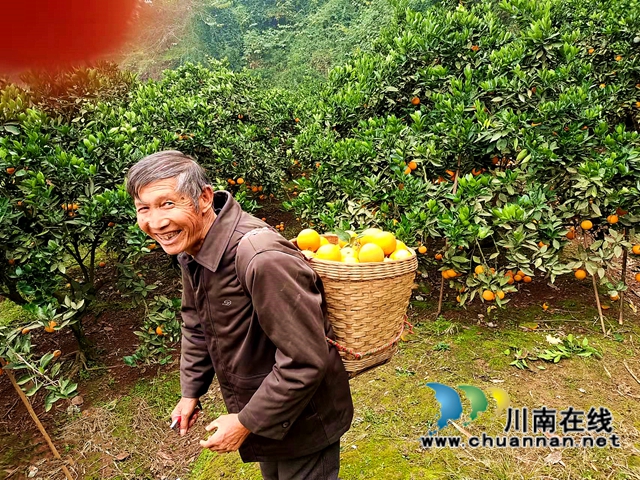 江阳区通滩镇:村支书变“促销员”,甜蜜致富梦“橙”真(图3) 江阳区通滩镇:村支书变“促销员”,甜蜜致富梦“橙”真(图3)