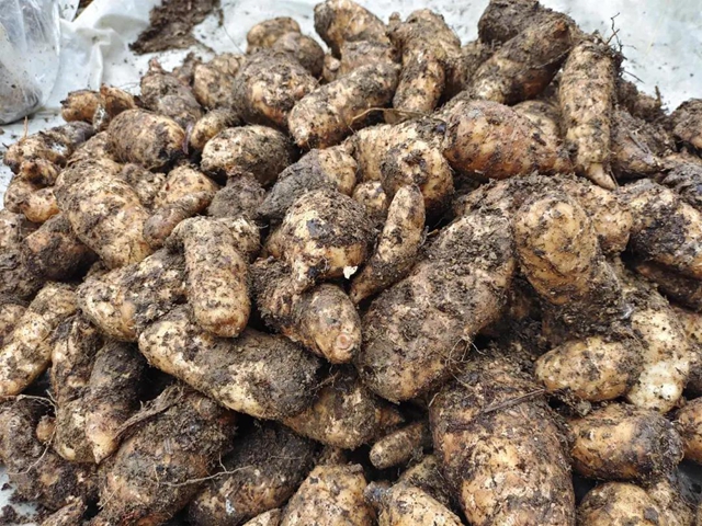 快看，古蔺彰德街道荒山地里长出“金疙瘩”！(图4)