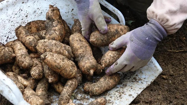 快看，古蔺彰德街道荒山地里长出“金疙瘩”！(图6)