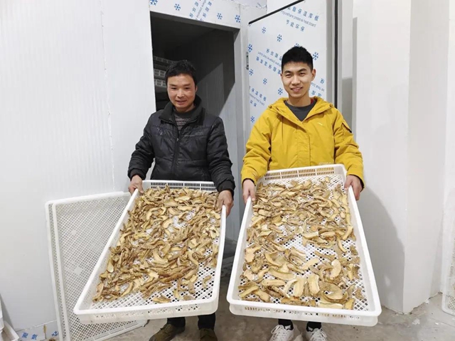 快看，古蔺彰德街道荒山地里长出“金疙瘩”！(图7)