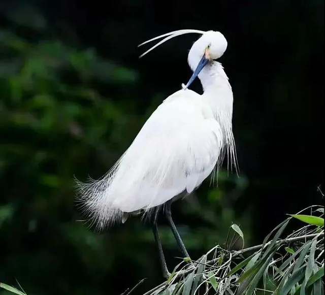 叙永:争渡,争渡,惊起一滩鸥鹭(图1) 叙永:争渡,争渡,惊起一滩鸥鹭(图1)