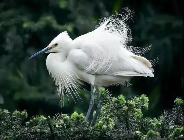 叙永:争渡,争渡,惊起一滩鸥鹭(图2) 叙永:争渡,争渡,惊起一滩鸥鹭(图2)