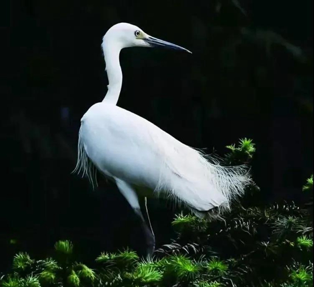 叙永:争渡,争渡,惊起一滩鸥鹭(图3) 叙永:争渡,争渡,惊起一滩鸥鹭(图3)
