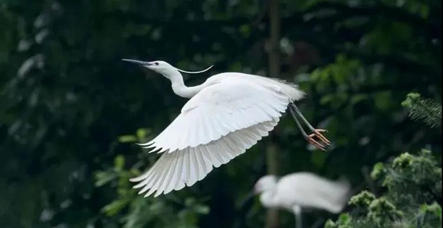 叙永:争渡,争渡,惊起一滩鸥鹭(图4) 叙永:争渡,争渡,惊起一滩鸥鹭(图4)