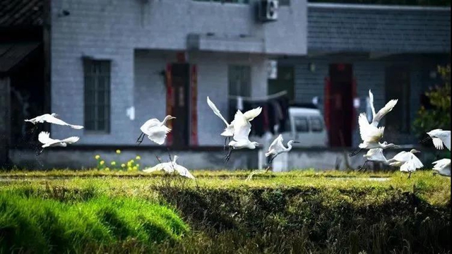 叙永:争渡,争渡,惊起一滩鸥鹭(图5) 叙永:争渡,争渡,惊起一滩鸥鹭(图5)