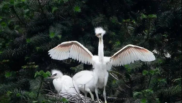 叙永:争渡,争渡,惊起一滩鸥鹭(图6) 叙永:争渡,争渡,惊起一滩鸥鹭(图6)