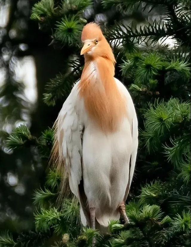 叙永:争渡,争渡,惊起一滩鸥鹭(图7) 叙永:争渡,争渡,惊起一滩鸥鹭(图7)