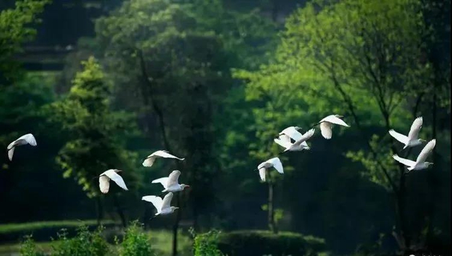 叙永:争渡,争渡,惊起一滩鸥鹭(图10) 叙永:争渡,争渡,惊起一滩鸥鹭(图10)