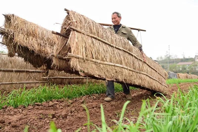 揭秘！内江牛肉面必加的韭黄，原来是这样来的！(图8)