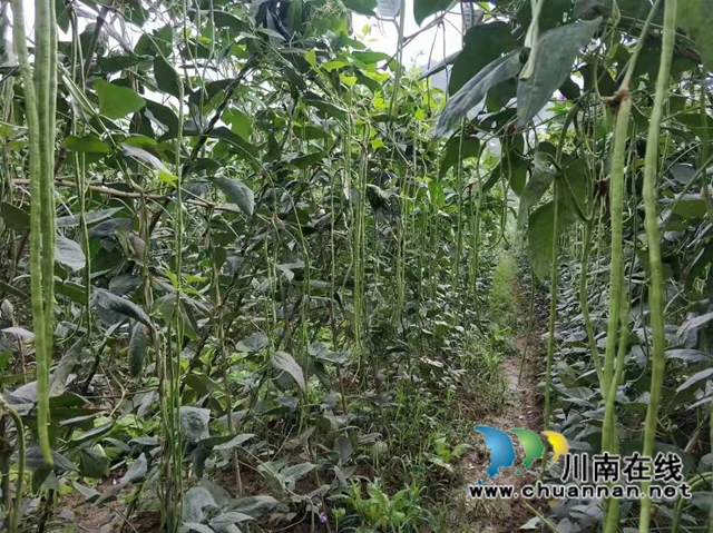 古蔺县观文镇：乡贤助力发展绿色有机高山蔬菜，打通乡村脱贫振兴路(图1)