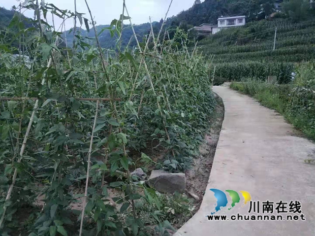 古蔺县观文镇：乡贤助力发展绿色有机高山蔬菜，打通乡村脱贫振兴路(图2)